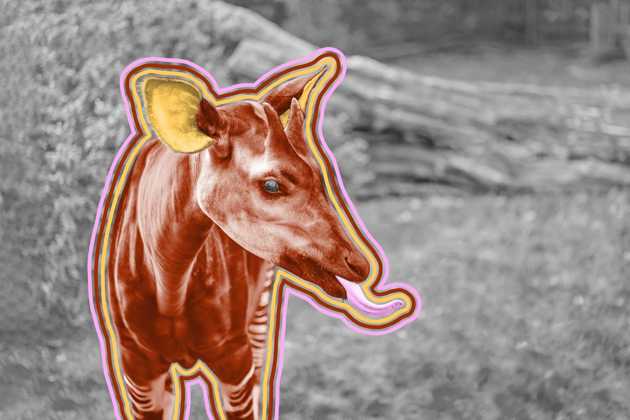 From Giraffes To Okapis:  A Stunning Gallery Of Long Faced Animals - cte61yu