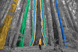 A person stands in a redwood grove, looking up