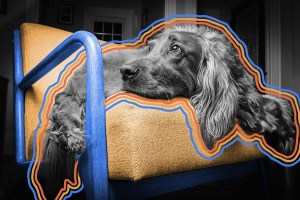 A dog lounging on a chair