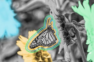 A monarch butterfly feeding on a sunflower