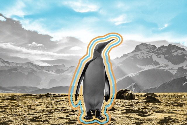 A penguin against a mountain backdrop