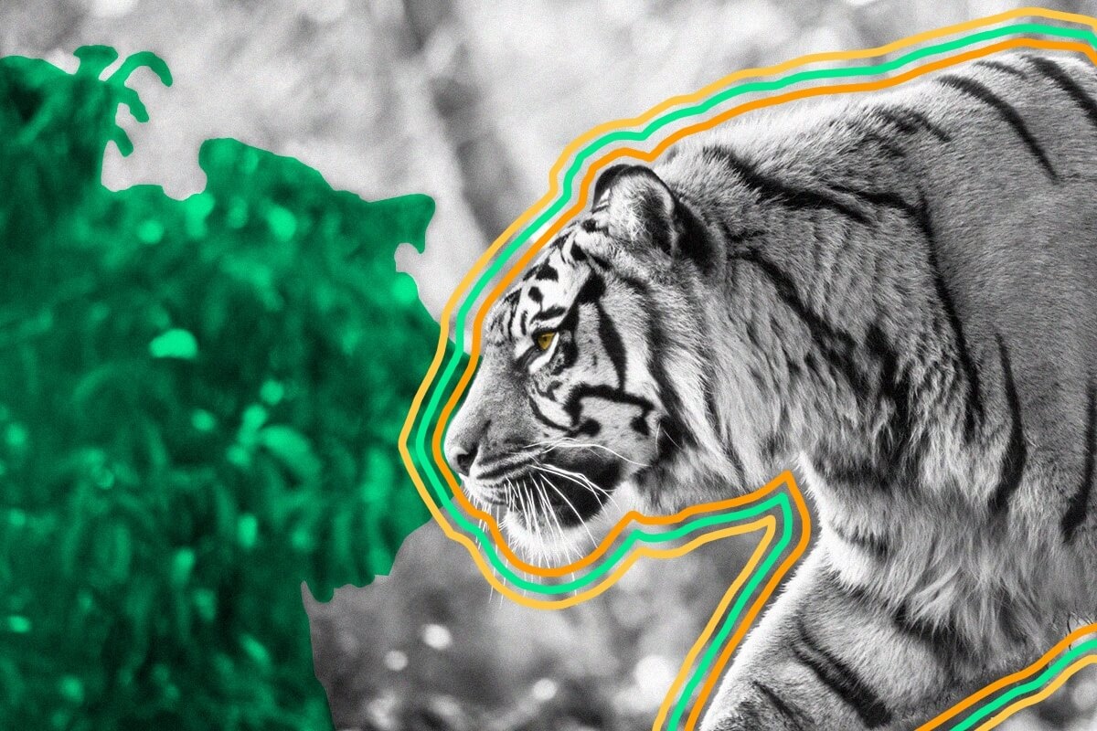 The pattern of every tiger s stripes is unique Interesting Facts