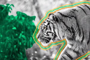 A tiger stalks through bushes