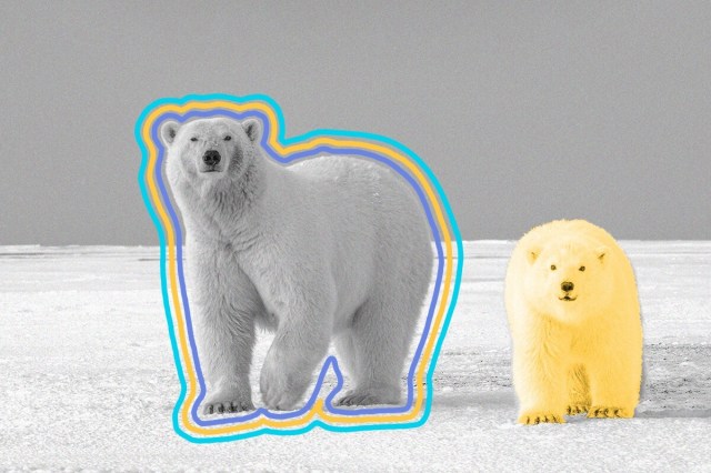 A polar bear and cub