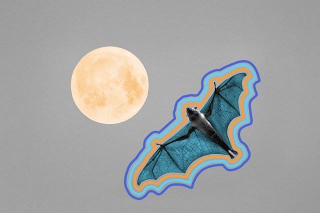 A bat flying toward the moon