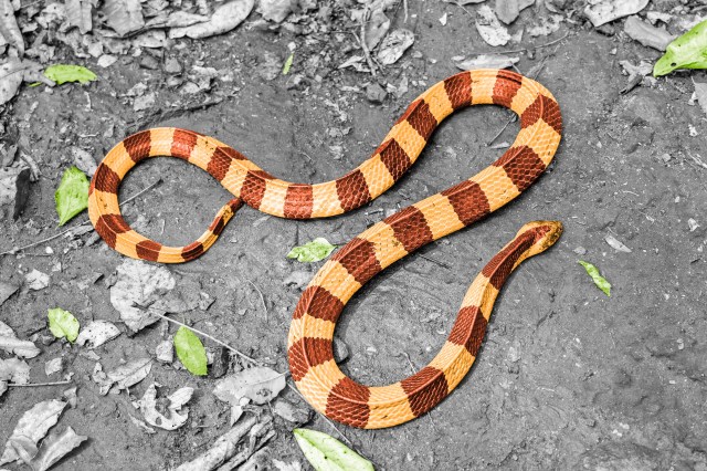 Striped snake on the ground