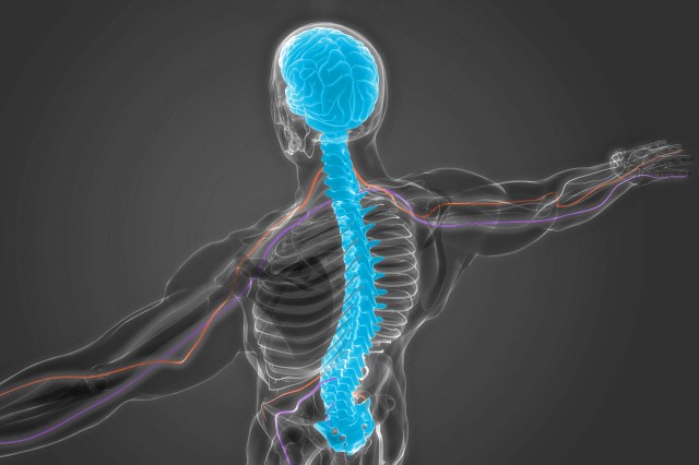 Internal view of the human nervous system