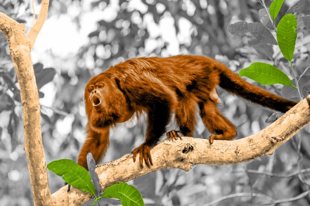 Howler monkey on a tree branch