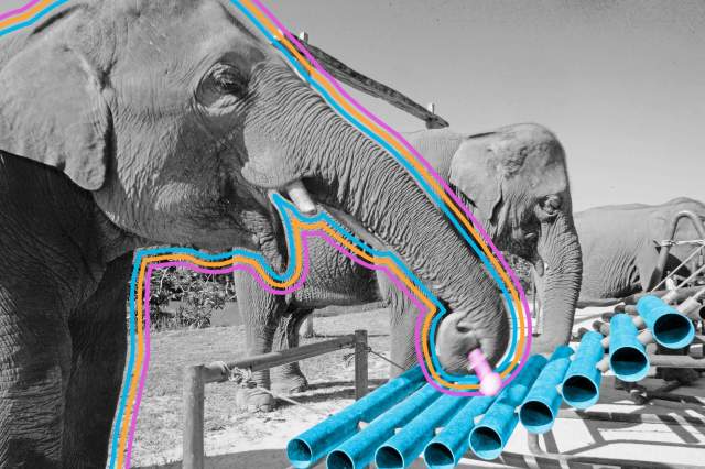 Elephant plays renat xylophone