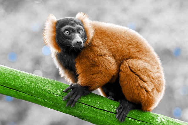 Ruffed lemur perched on a branch