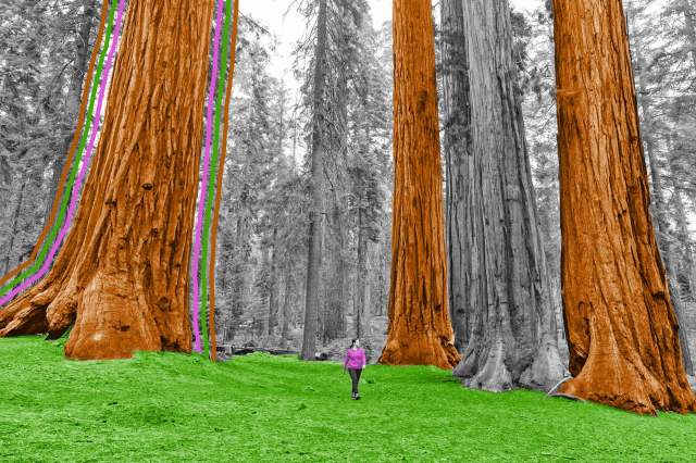 Woman walking alongside giant redwood trees