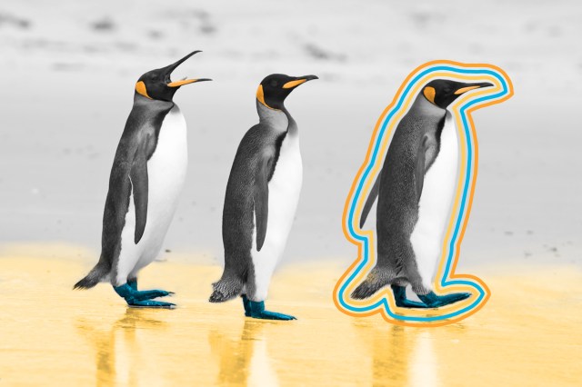 Three king penguins on a beach