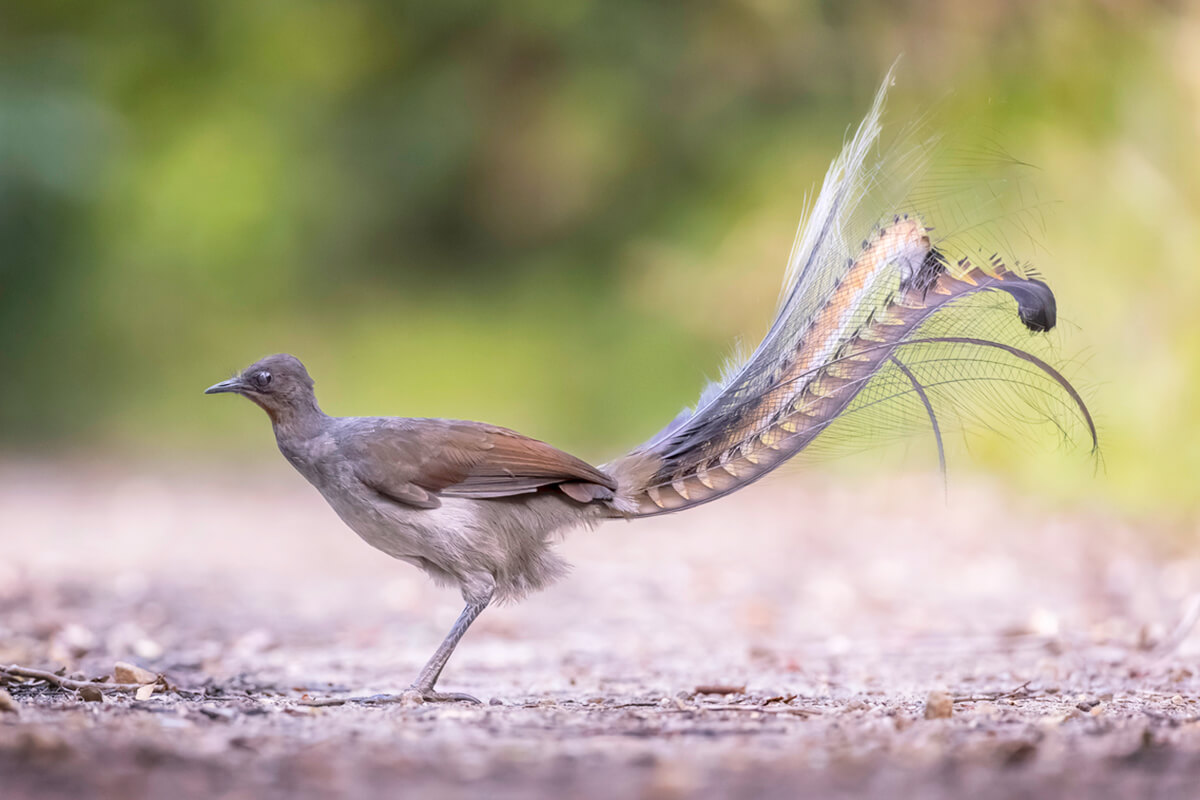 10 INTERESTING FACTS ABOUT ANIMALS IN AUSTRALIA visual data 3