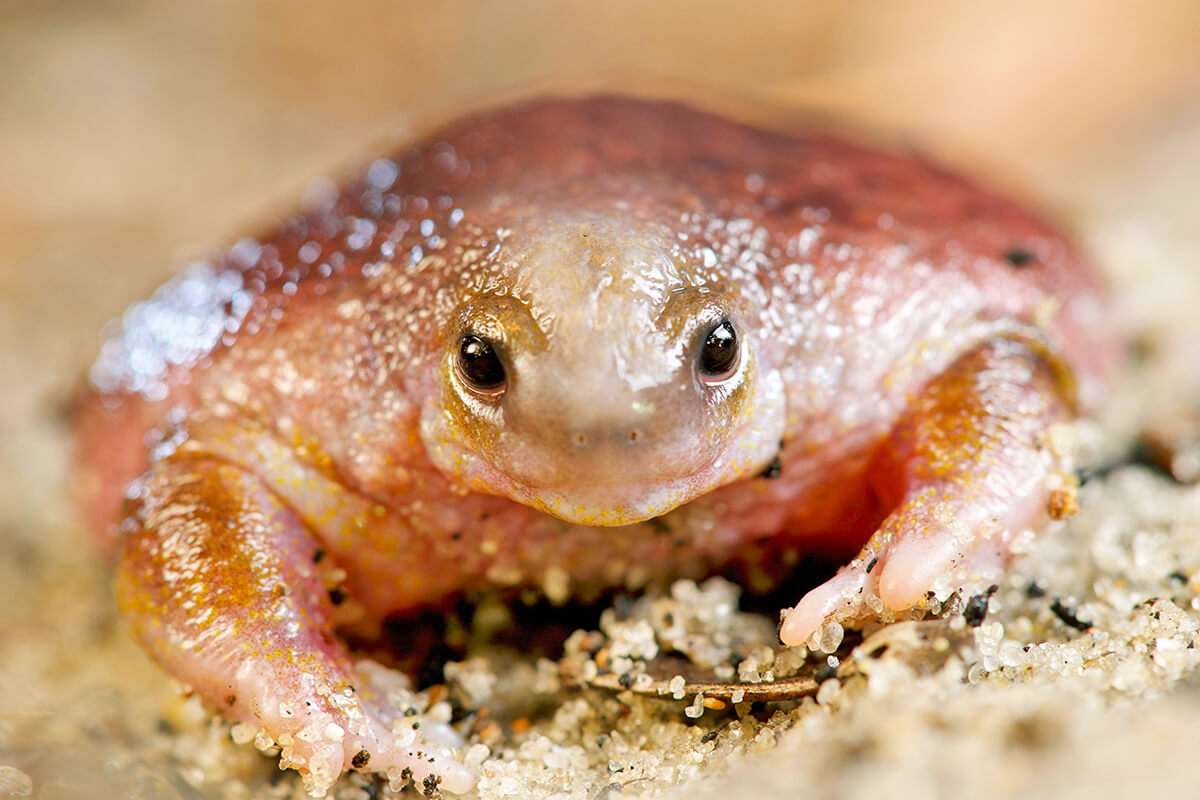 10 INTERESTING FACTS ABOUT ANIMALS IN AUSTRALIA visual data 4