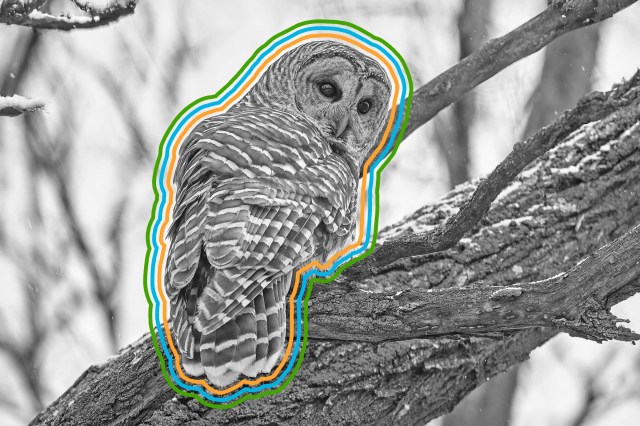 Barred owl perched on a tree branch