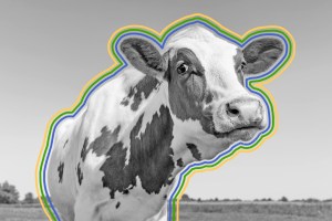 Close-up of a cow