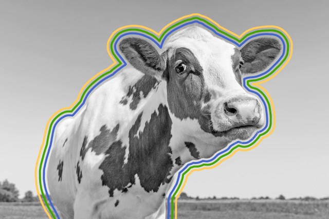 Close-up of a cow