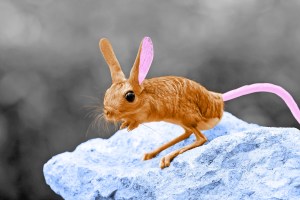 Long-eared jerboa perched on a rock