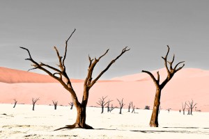 Barren plants in a desert
