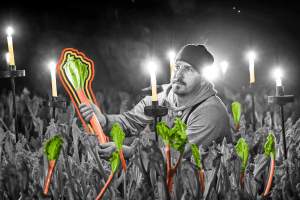 Man harvesting rhubarb by candlelight in the Yorkshire's Rhubarb Triangle