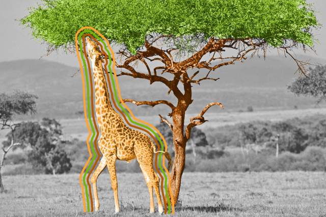 Giraffe standing in the middle of a forest