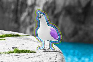Seagull with beak wide open