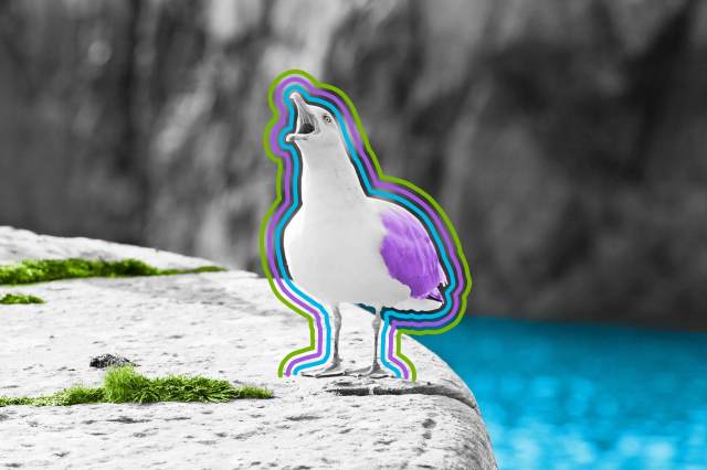 Seagull with beak wide open