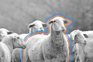 Flock of sheep
