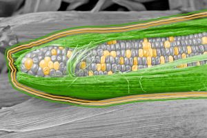Corn on the cob
