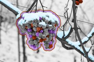 Close-up view of frozen grapes in winter to make ice wine