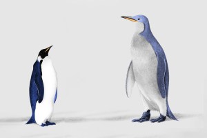 Comparison of modern and ancient penguins