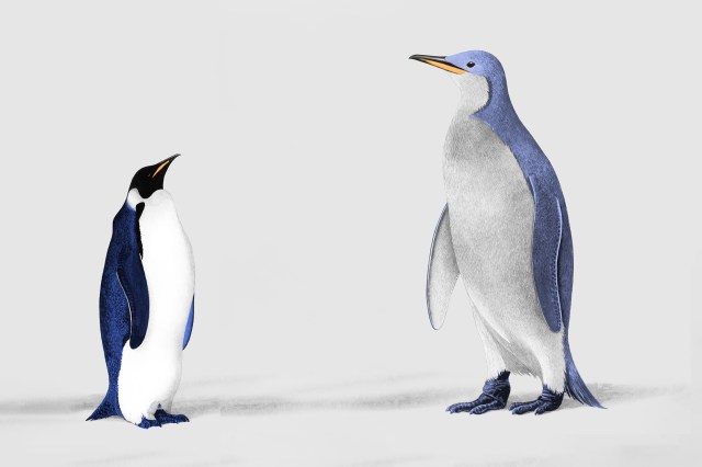 Comparison of modern and ancient penguins