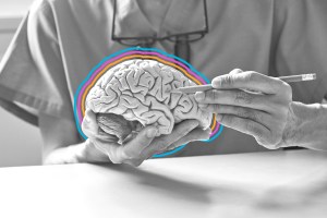 Person using a pencil to point to a region of a model brain