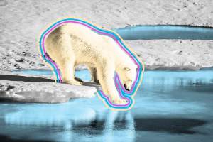 Majestic polar bear touching sea surface