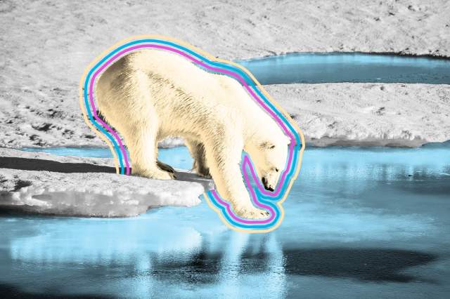 Majestic polar bear touching sea surface