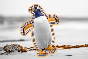 Penguin (Pygoscelis papua) walking with wings spread