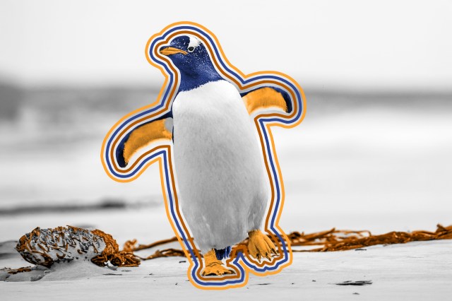 Penguin (Pygoscelis papua) walking with wings spread