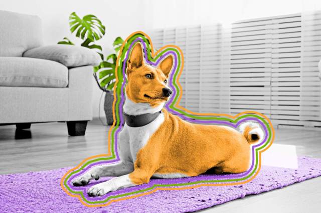 Cute Basenji dog with big ears lying on a wicker rug