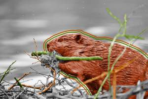 Beaver building a dam