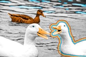 White Pekin Ducks quacking
