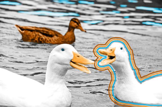 White Pekin Ducks quacking