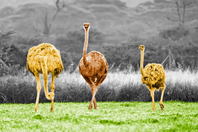 Group of ostriches walking