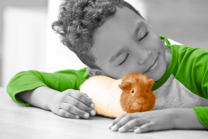 Child nuzzling a guinea pig