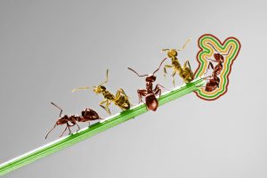 Close-up of team of ants on a blade of grass