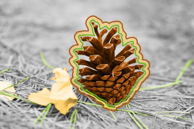 Close-up of a pine cone