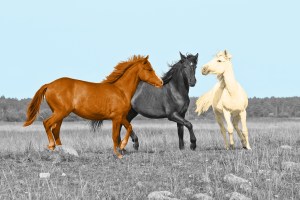 Group of horses running
