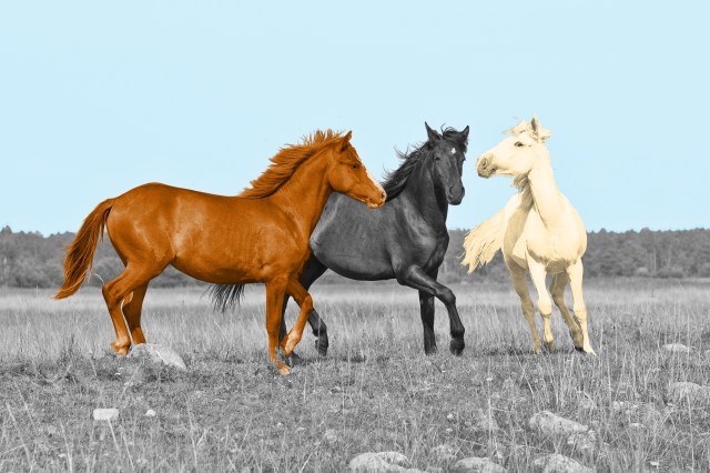 Group of horses running