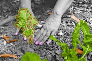 Close-up of a plant in a garden
