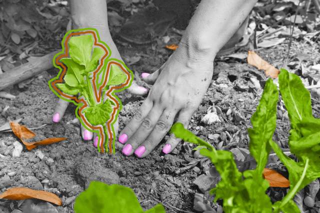 Close-up of a plant in a garden