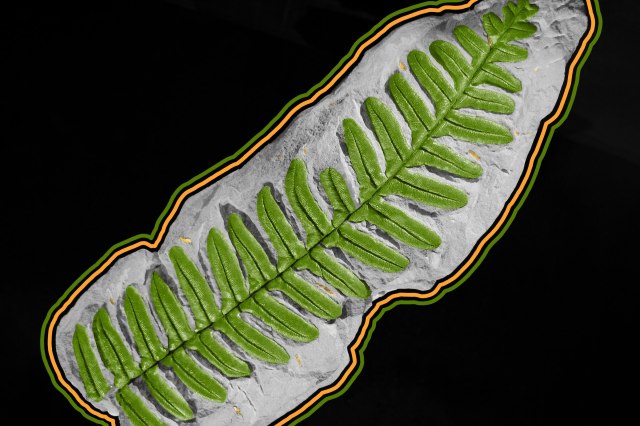 Close-up of an ancient fern fossil